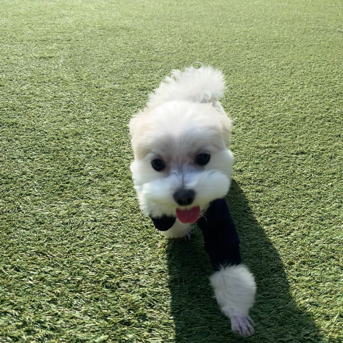 gimayohei tweet media