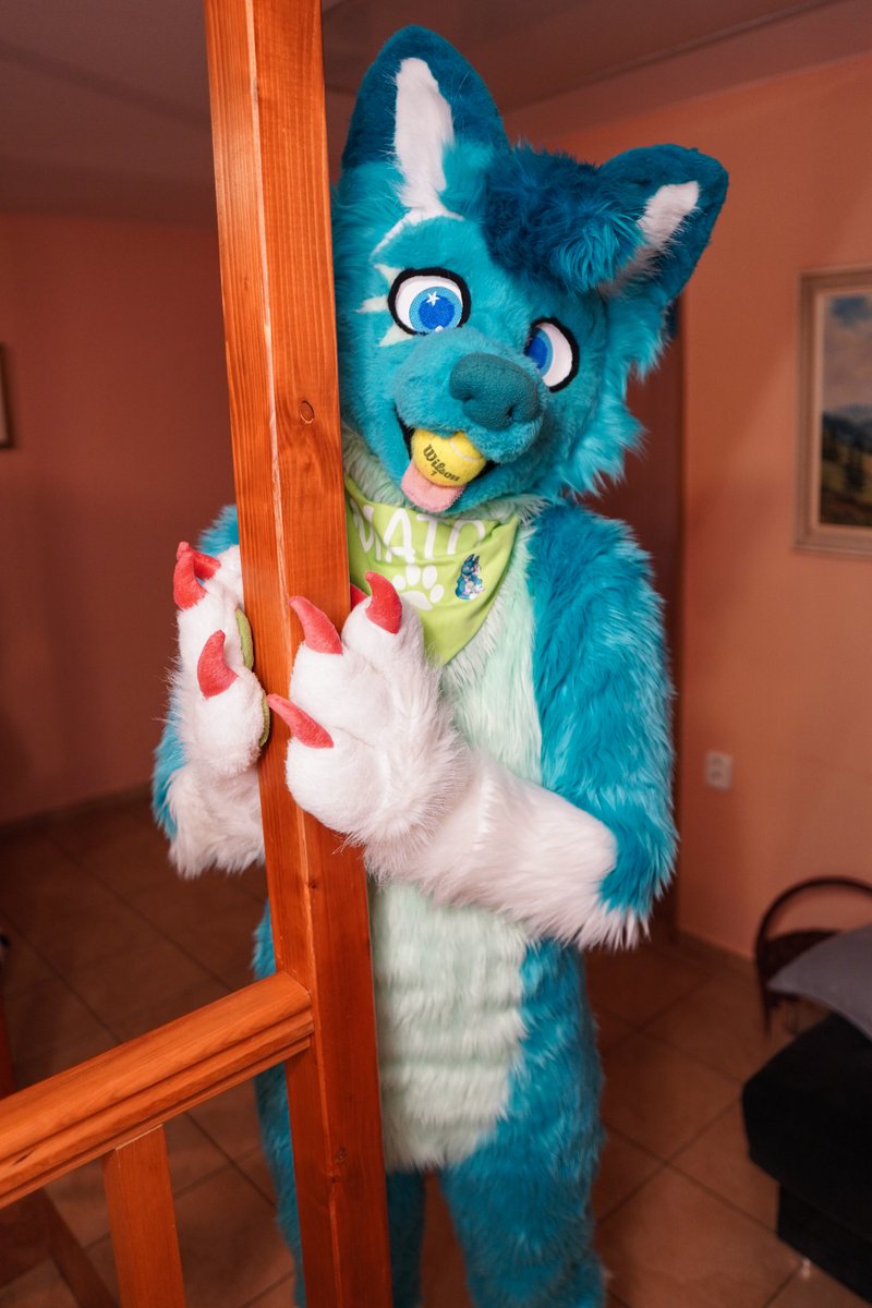 mato_husky tweet media