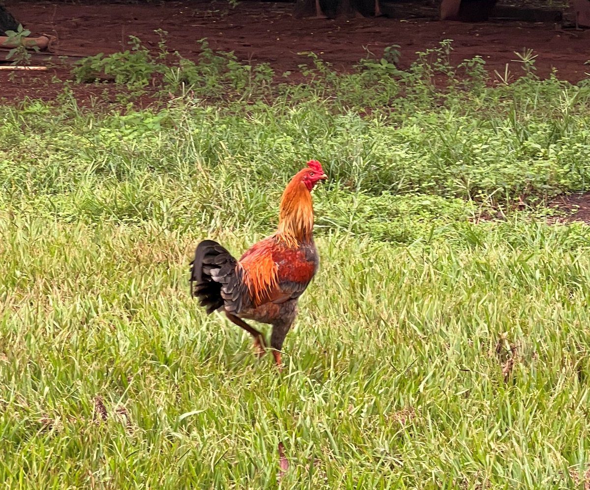 Schnabel Engineering tweet media