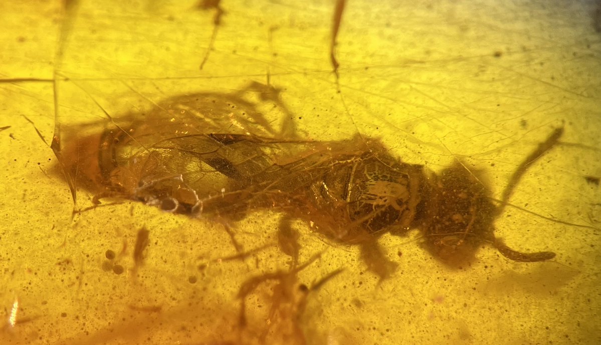 New Jersey State Museum tweet media