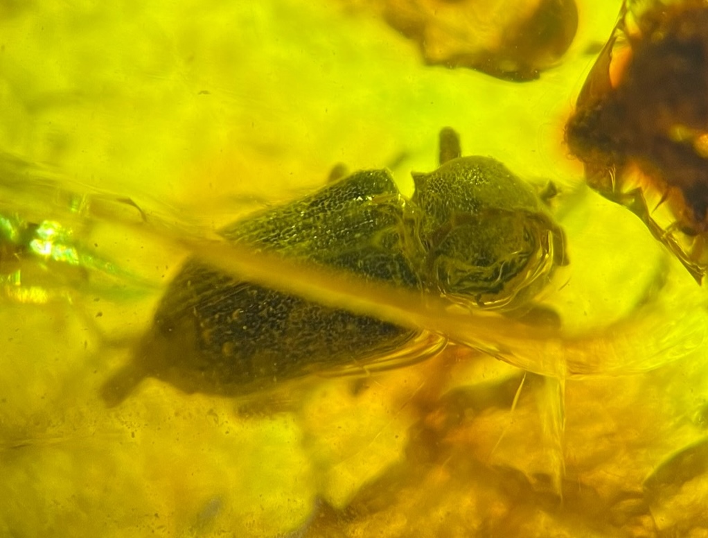 New Jersey State Museum tweet media