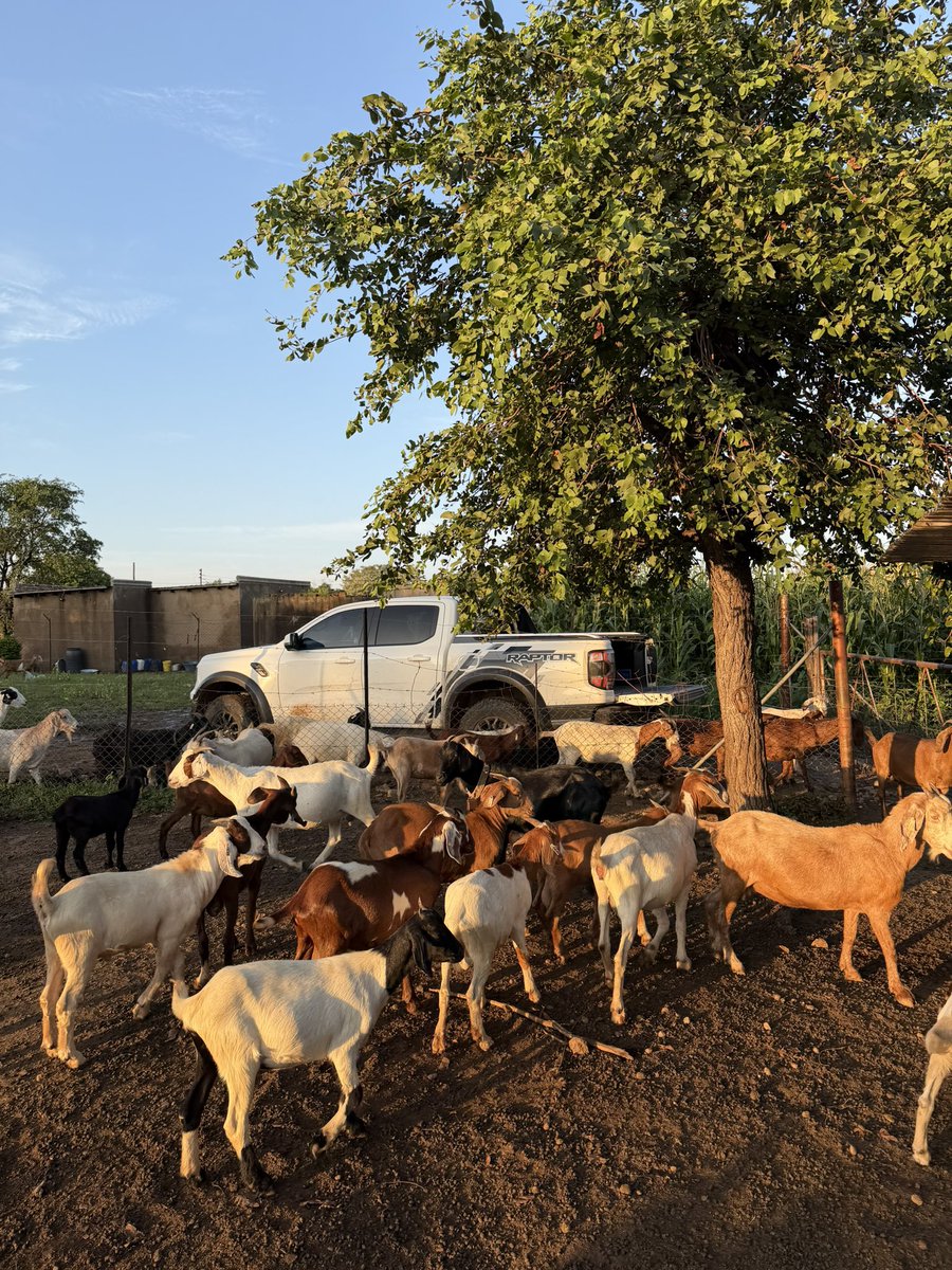 CHOBOS™ tweet media