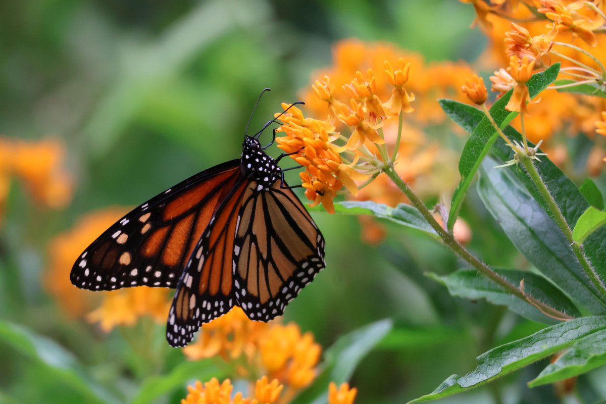 National Wildlife Federation tweet media