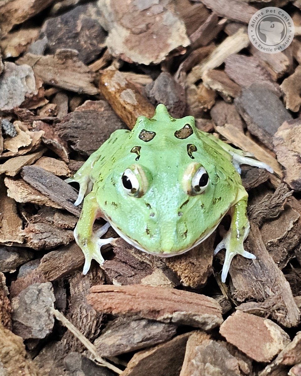 AllansPet's tweet image. Meet the Pac-Man frog 🐸. Big appetite, quirky personality, and full of charm, these South American horned frogs are fun to watch and a favorite among exotic pet lovers. Stop by Allan’s Pet Center to see them in person!

#PacManFrog #ExoticPets #PetFrog #AllansPetCenter