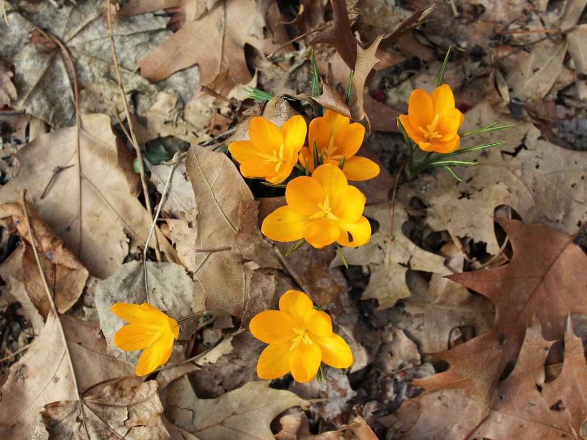 Central Park tweet media