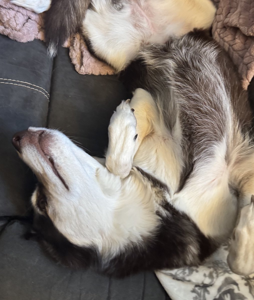 𝑑𝑎𝑟𝑙𝑖𝑛𝑔 tweet media