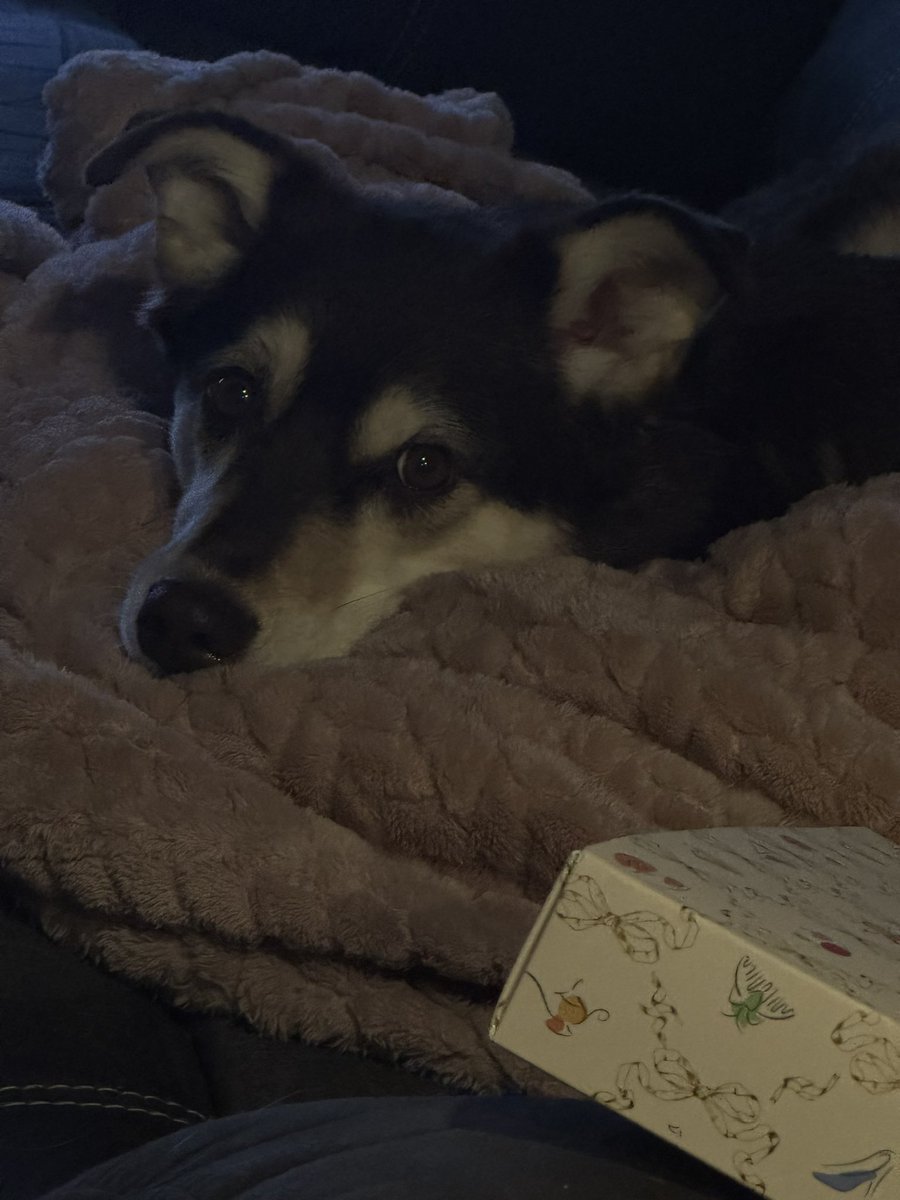 𝑑𝑎𝑟𝑙𝑖𝑛𝑔 tweet media