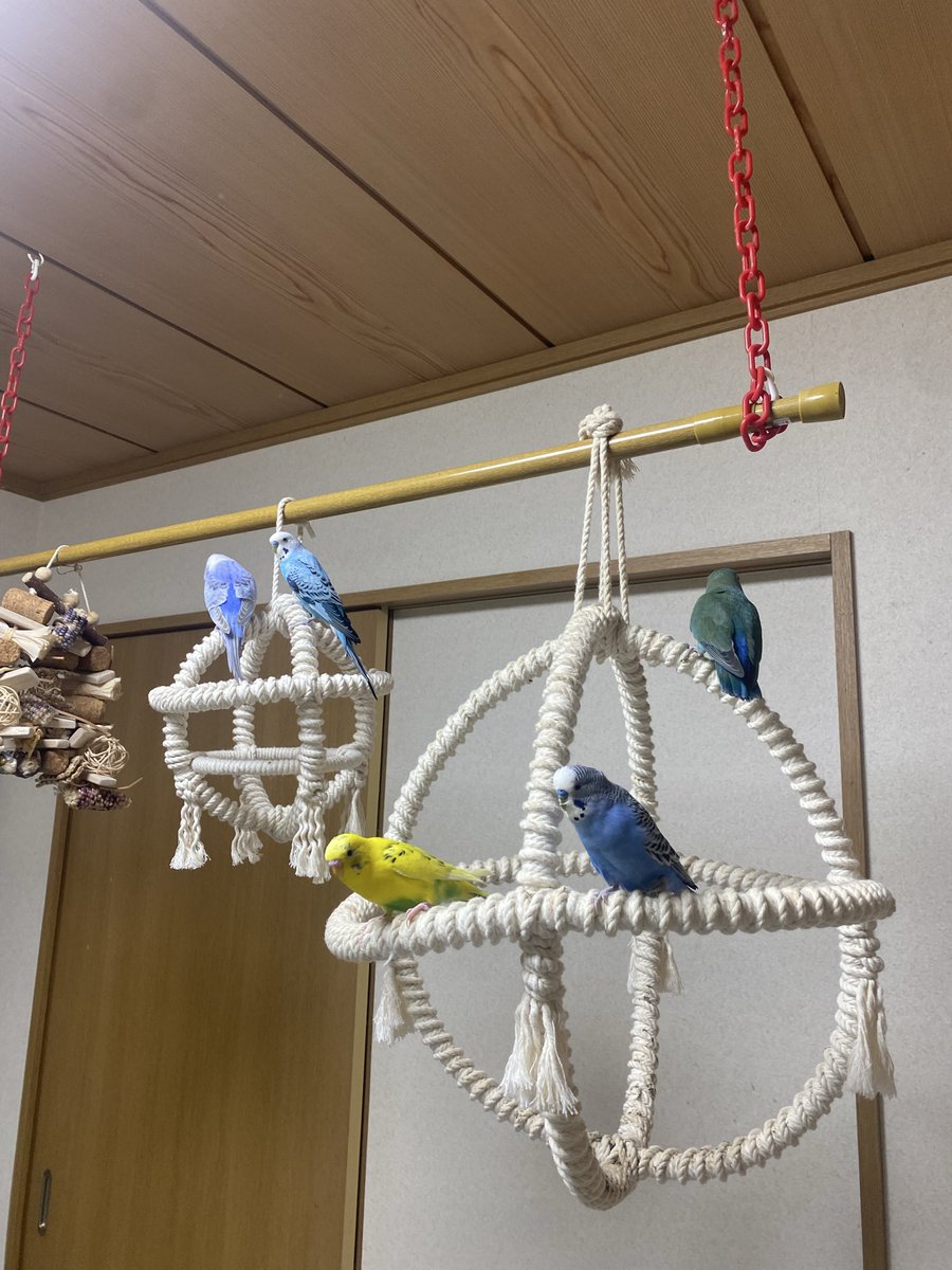 と🐥とり tweet media