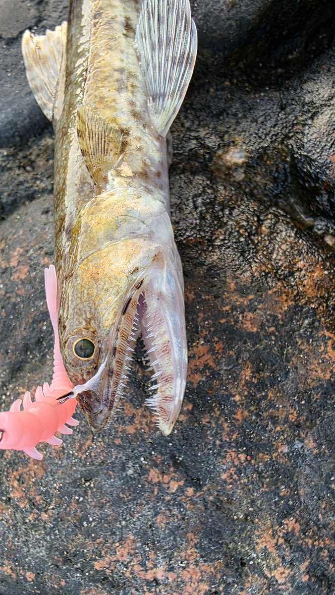 Victor Volchek tweet media