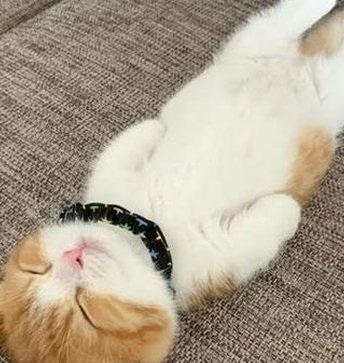 金城 莉乃 tweet media