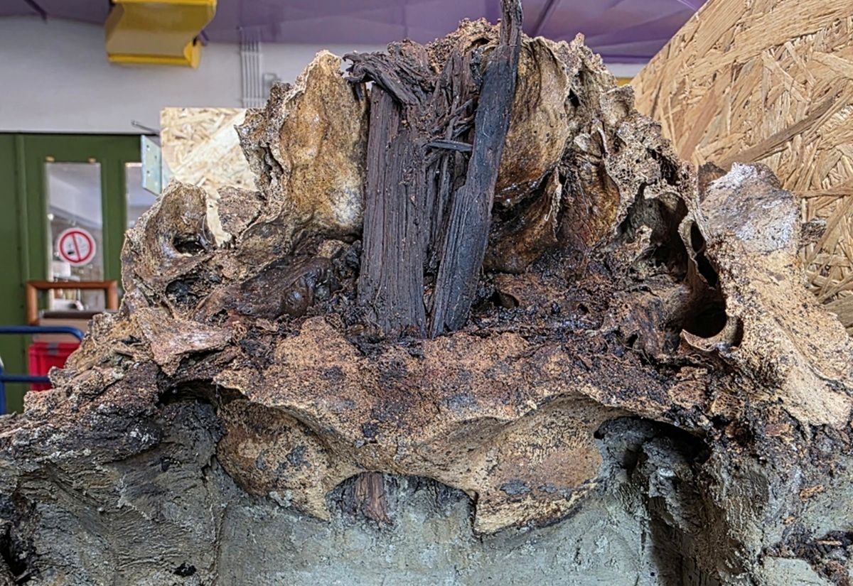 ArchaeoTweets's tweet photo. A 10,500-year-old aurochs skull was impaled on a wooden post in a German bog — CT scans revealed the hidden pine fragment inside. No cut marks.  Pure ritual. It's the earliest animistic ceremony ever found in northern  Europe. #Archaeology 
https://t.co/WlDI5KVDb3 https://t.co/0h5XLAUw8I