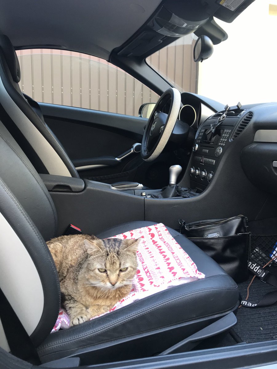 Lottikatz's tweet photo. @knochenhort Was ist der unterschied zwischen Hunden und Katzen? Katzen LASSEN prinzipiell fahren. Man kann doch wirklich nicht jede niedere Tätigkeit selbst machen wollen. 😼 https://t.co/NQvYPqTT0I