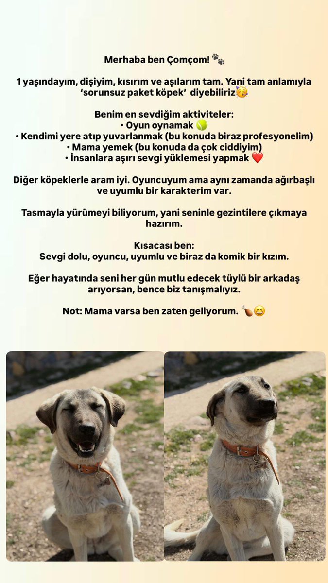 Çomçom onu çok sevip hayatına katacak insanını arıyor 🏡 İletişim: ben 💬