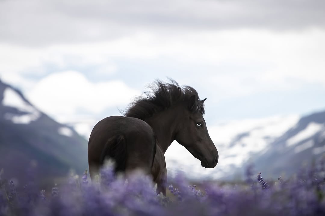 linaimages615's tweet photo. Díva &amp; the lupines 🖤💜 https://t.co/IPsorV3jU8