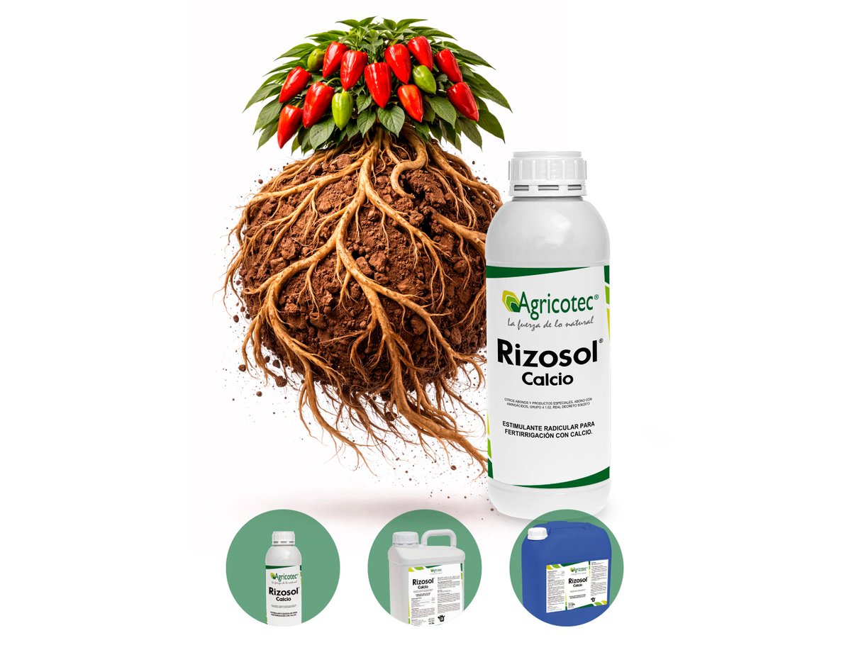 agricotec's tweet image. #RizosolCalcio aporta calcio soluble y aminoácidos que estimulan el sistema radicular y mejoran la absorción de nutrientes. En #pimiento, ayuda a optimizar la nutrición cálcica y a reducir fisiopatías como la necrosis apical.

🌶 #Pimiento
💪🏻 #LaFuerzadeloNatural