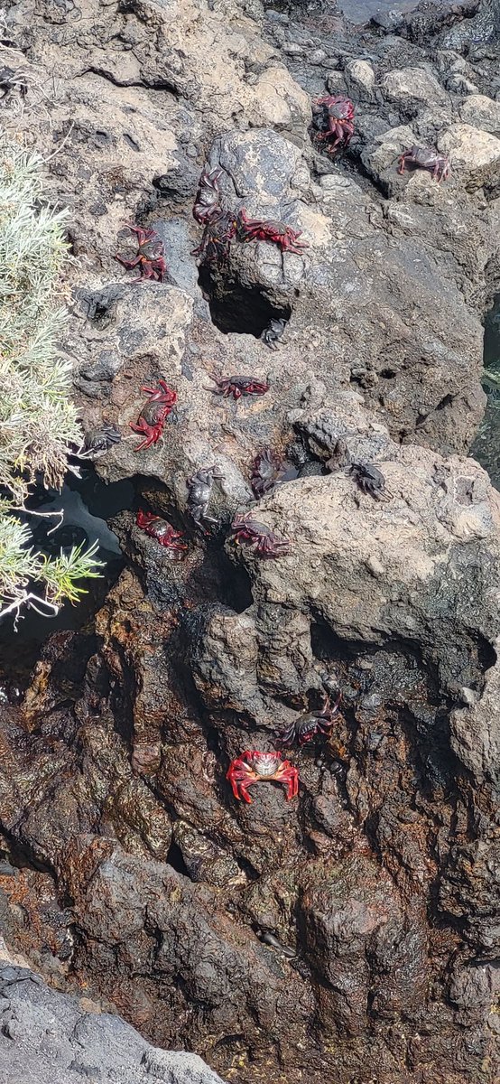 Nena🦎👧⚖️👧🧤🥅🦎 tweet media