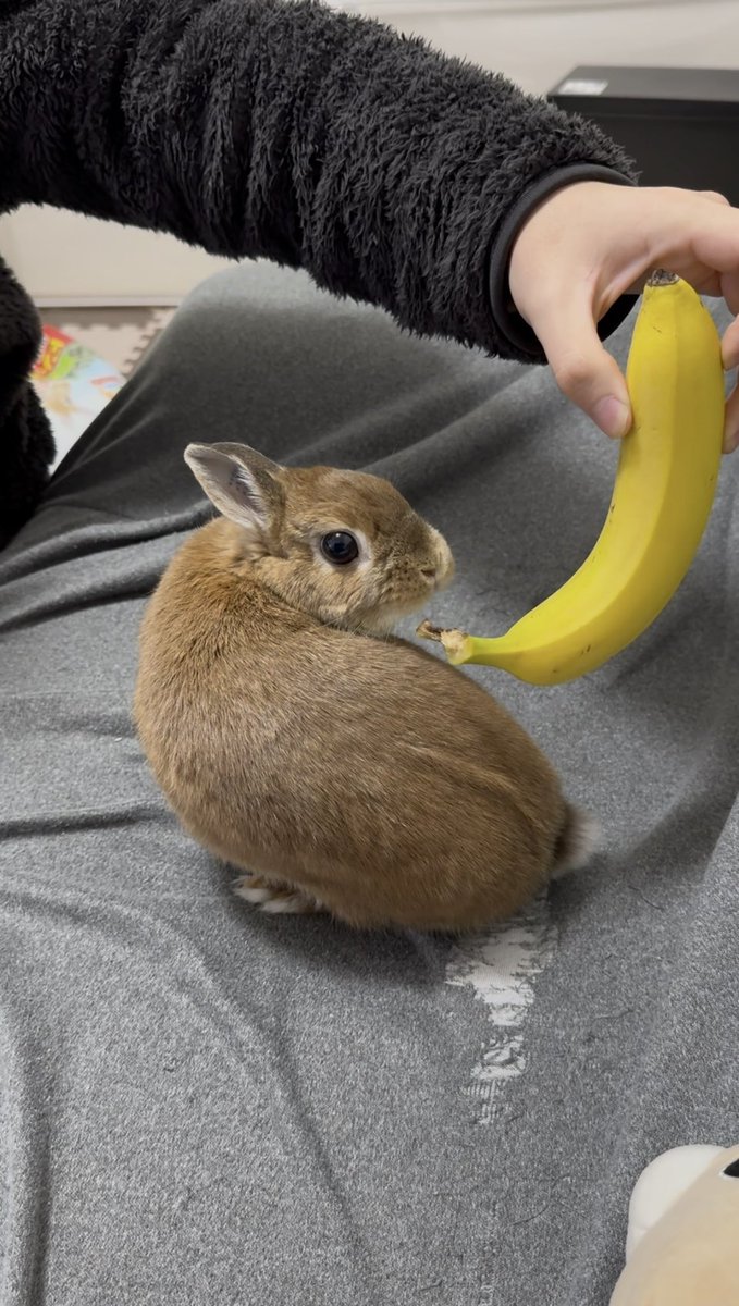 うさぎのマロン tweet media