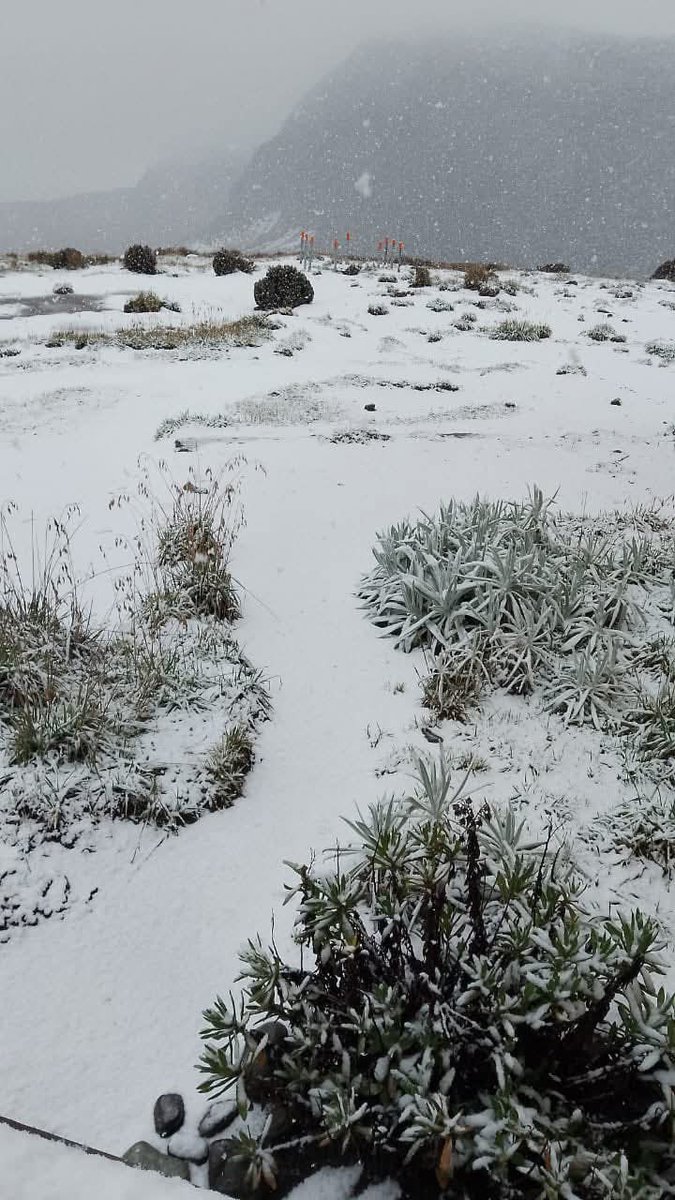 ColombiaOscura's tweet photo. #MARAVILLOSO 🤩🤩🤩 Así luce hoy Kumabdai (volcán Nevado del Ruiz) tras una nevada registrada ayer 12MAR en el sector Brisas, vía entre Manizales y Murillo. En esta ruta se encuentra el Alto del Sifón, considerado uno de los puntos más altos transitables por carretera en el país.

📸 [ Hedilberto Rodríguez ]