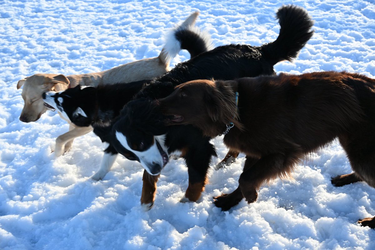 samosky_L's tweet photo. 今日は散歩トレーニングのあとドッグランで好きなだけ遊んで爆睡中🐾😄
#サモスキー　#サモエド　#ハスキー https://t.co/X0YhMRRps4