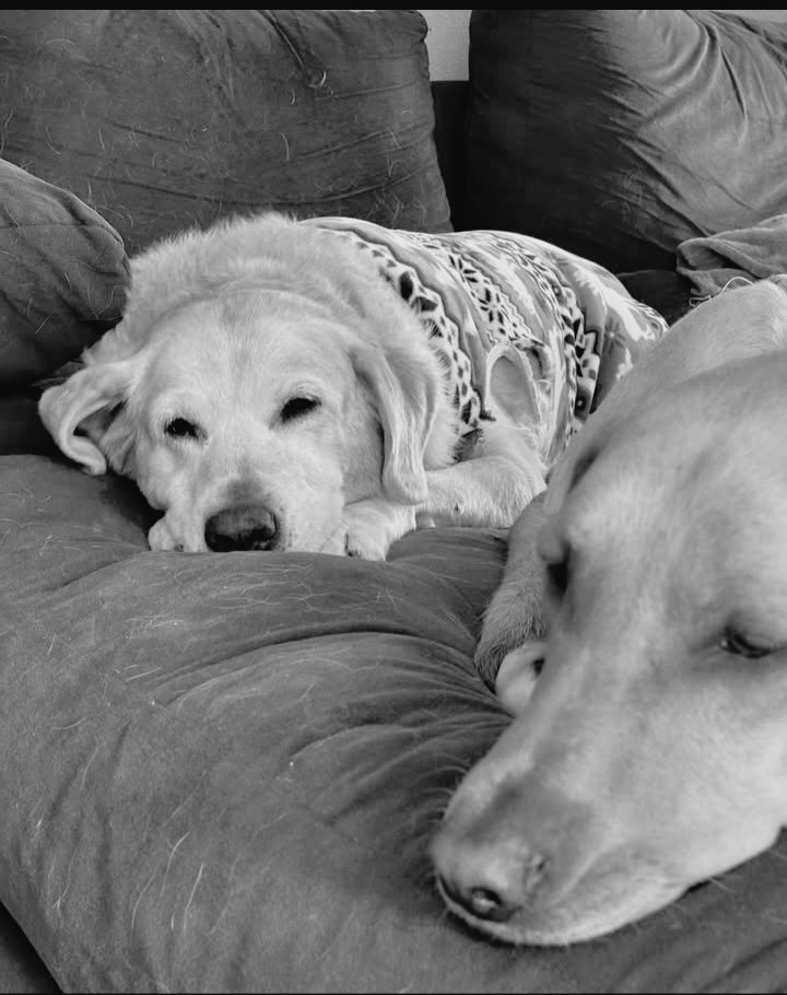 Fe__ek's tweet photo. Give Lana a kiss for me
Thank you for everything, my sweet girl.
Rest easy , Te amo https://t.co/EZUYnjwUcD