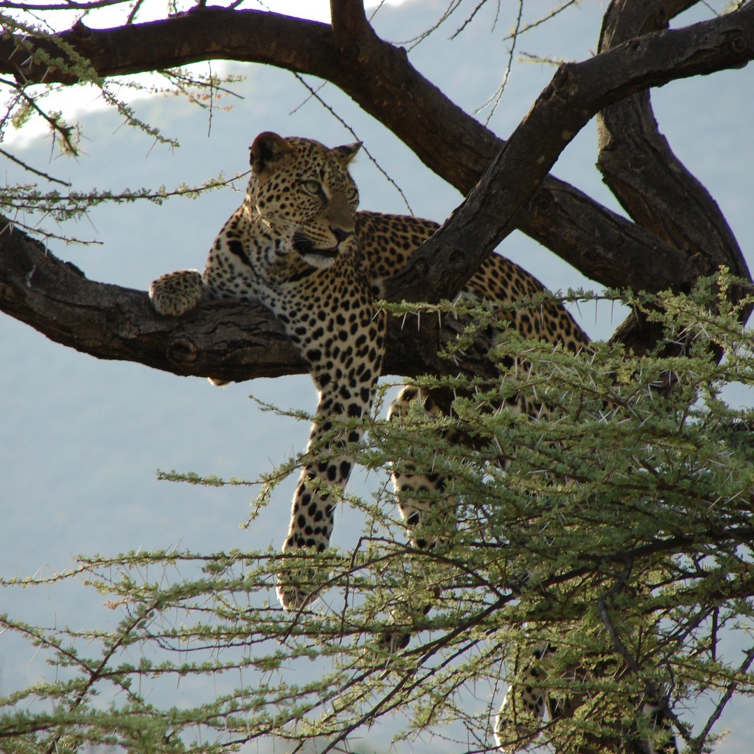 Saruni Basecamp tweet media