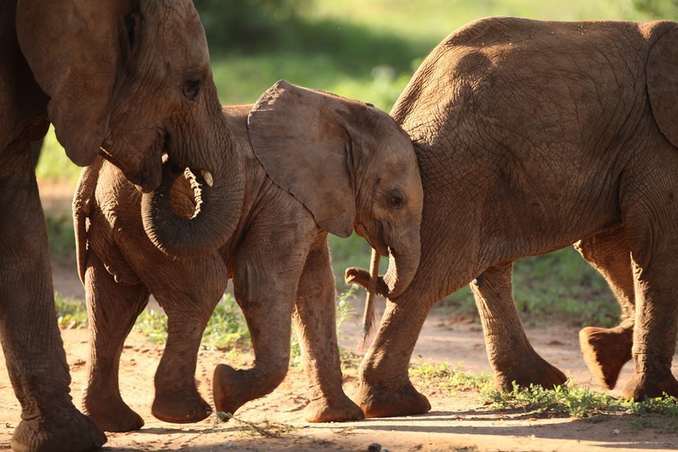 Saruni Basecamp tweet media