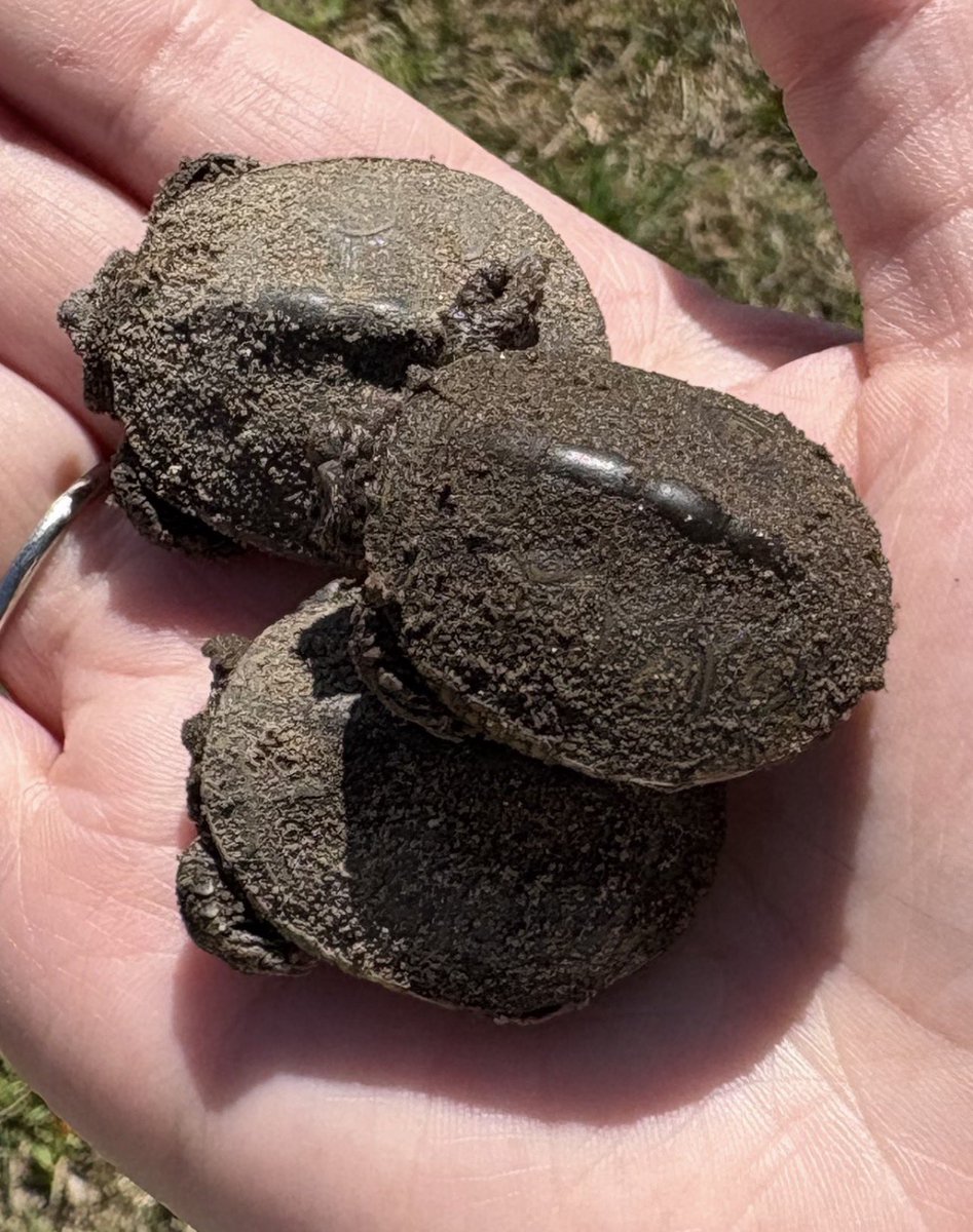 ✨Baby Turtle Rescue✨

These cuties were playing a bit too close to the road so they were gathered up and moved to safety! 

They all fit in my palm! They were so adorable!!