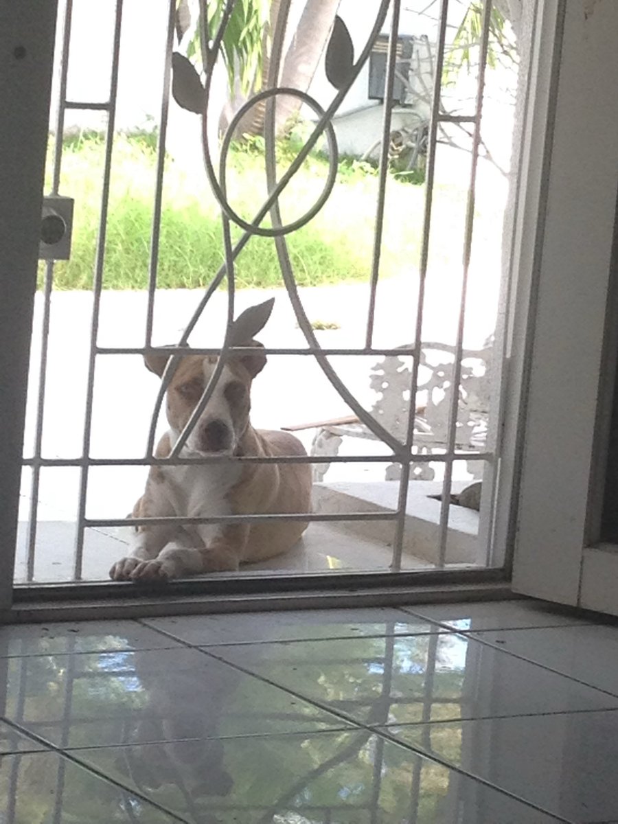 rowannaON's tweet photo. Sigh RIP Trina-Mae Nelson. You were the best girl ever😭💔 🕊️ https://t.co/3d4nG0Ceqd