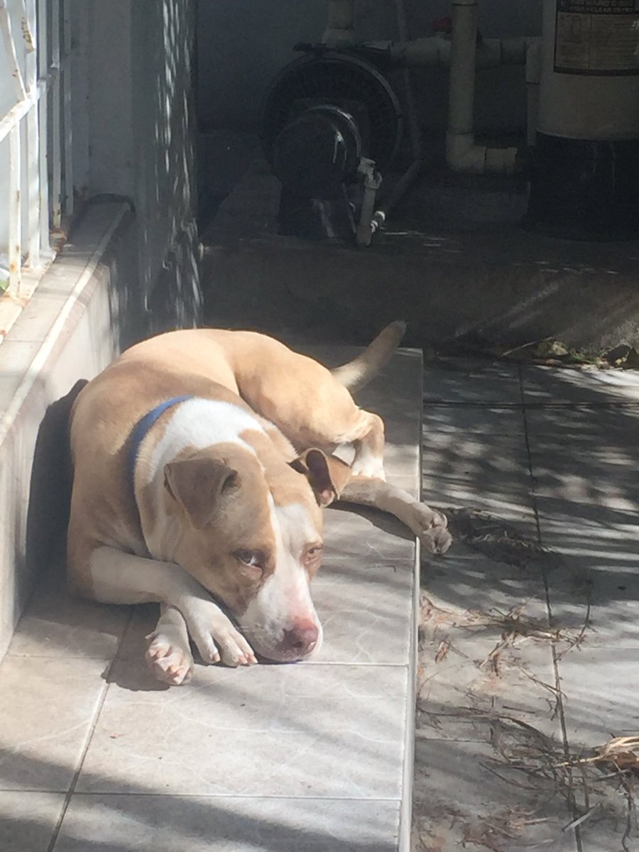 rowannaON's tweet photo. Sigh RIP Trina-Mae Nelson. You were the best girl ever😭💔 🕊️ https://t.co/3d4nG0Ceqd