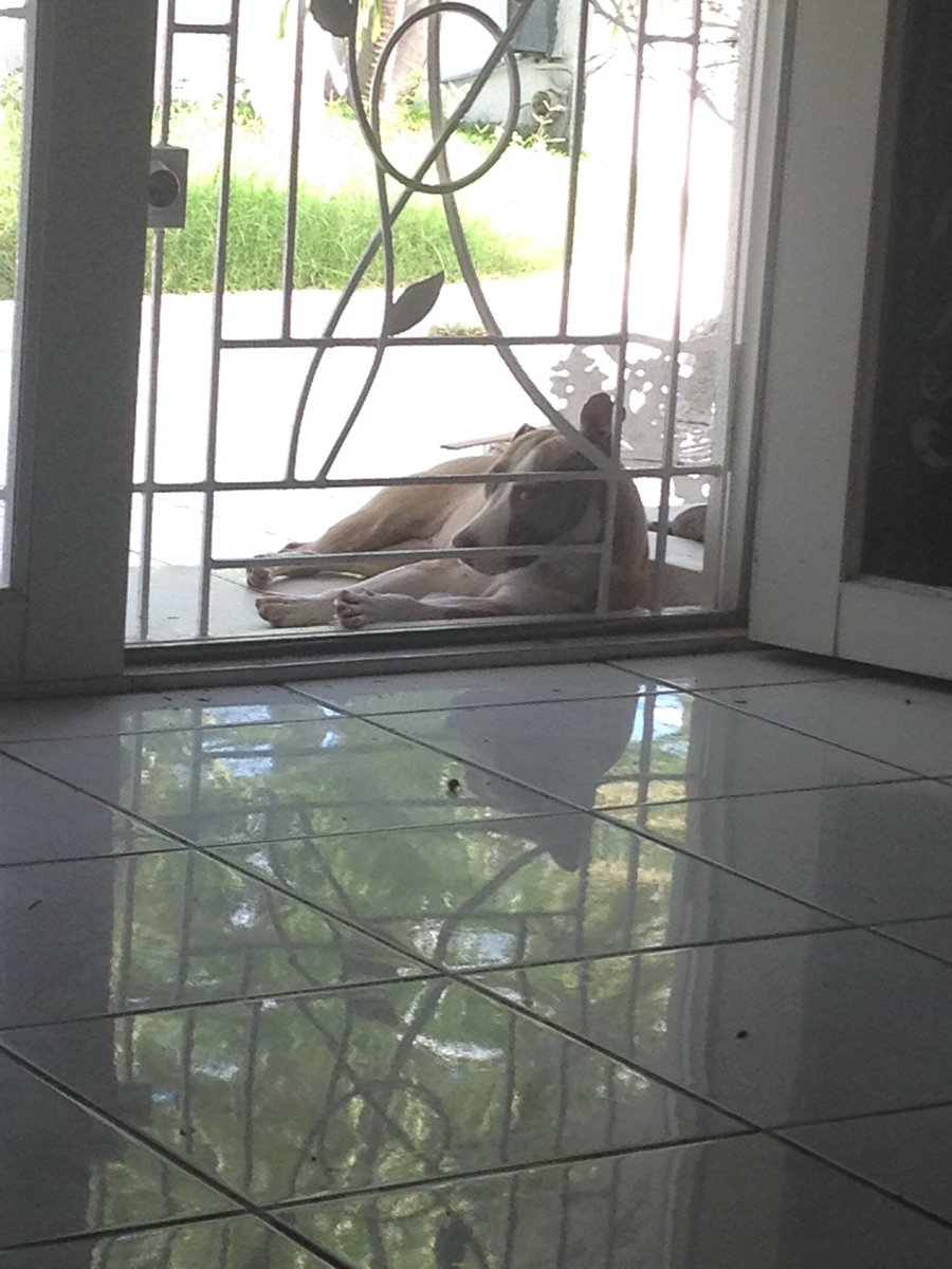 rowannaON's tweet photo. Sigh RIP Trina-Mae Nelson. You were the best girl ever😭💔 🕊️ https://t.co/3d4nG0Ceqd