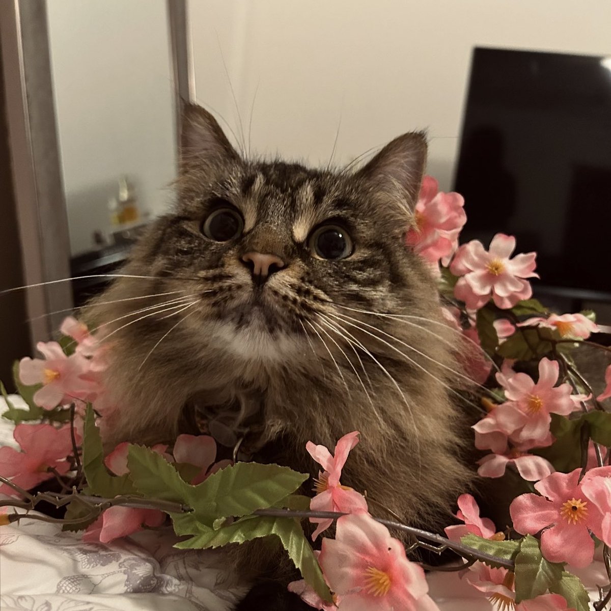 ❈ 𝓂𝒶𝑒 ❈ tweet media