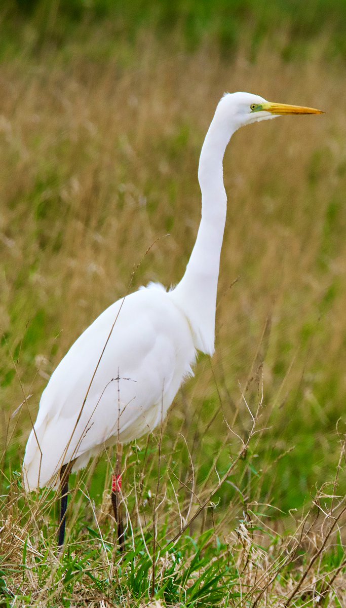 Steve Williams tweet media