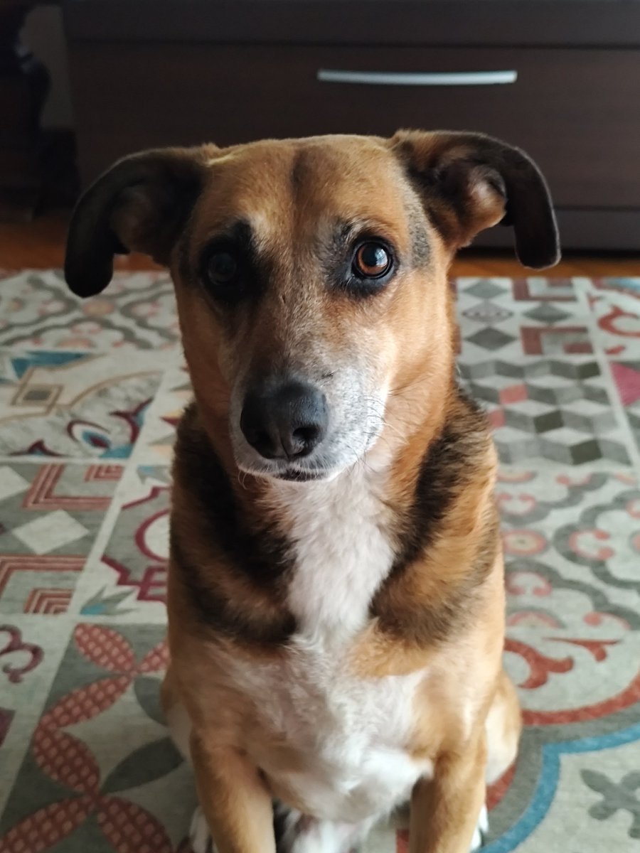 Jack & Timos - senior dogs tweet media