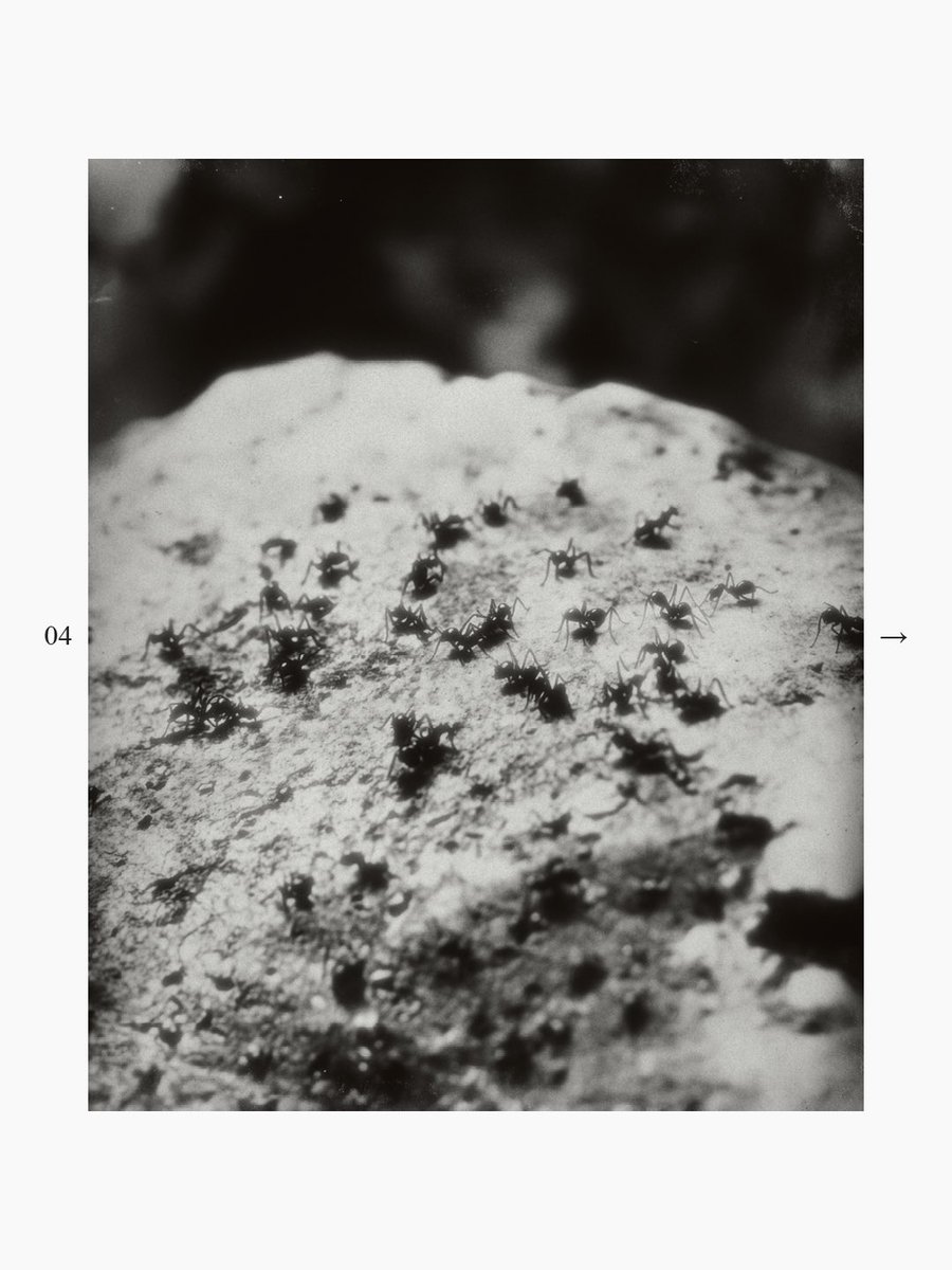 VilaPensa tweet media