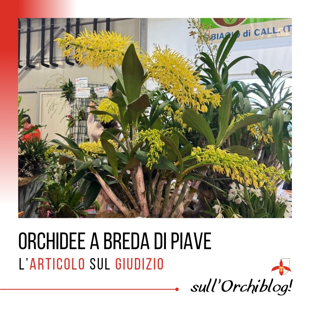 Orchidofilia tweet media