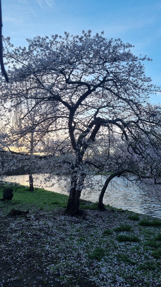 WhateverTravels's tweet photo. St James Park in London. #London #lovelondon #spring https://t.co/FRA8usJtke