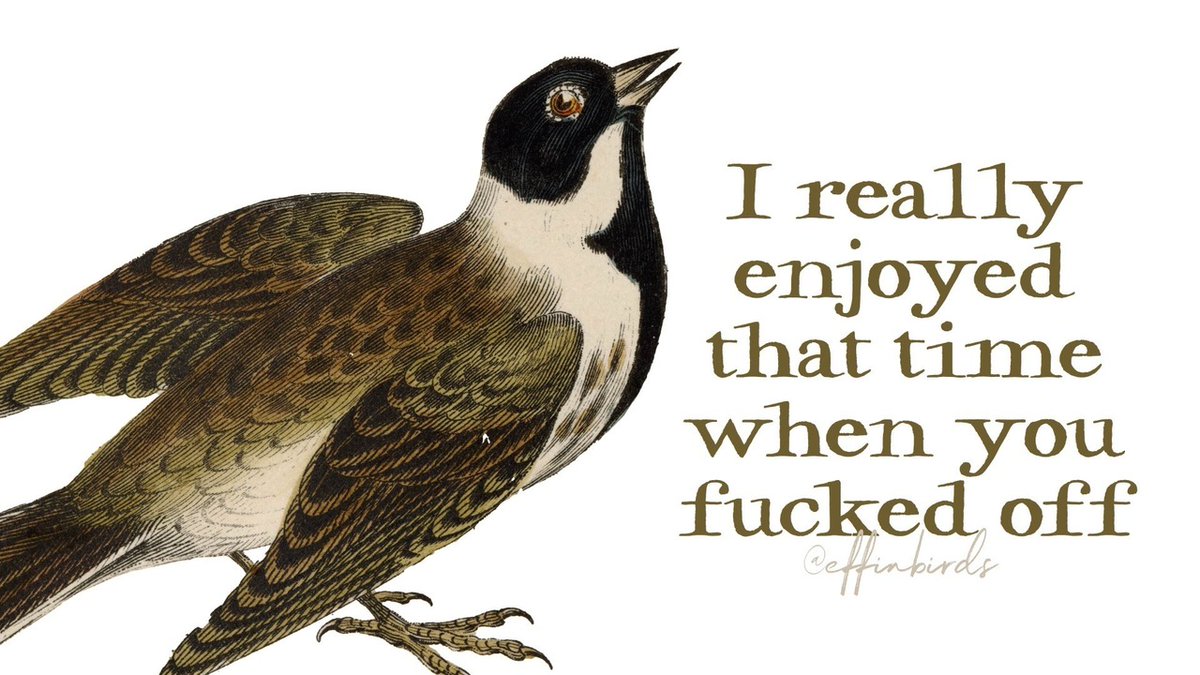 Effin' Birds (@effinbirds) on Twitter photo 