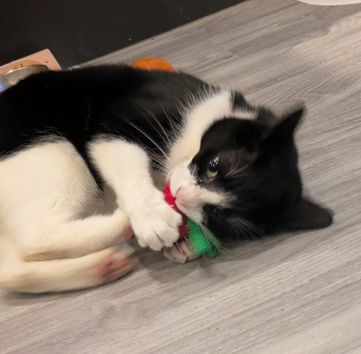 Angus and Smelly Brother Dougie #SBD tweet media