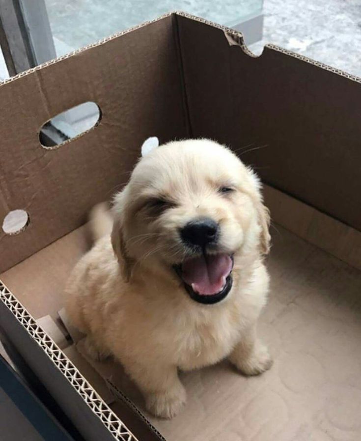 Tweet of Animals tweet media