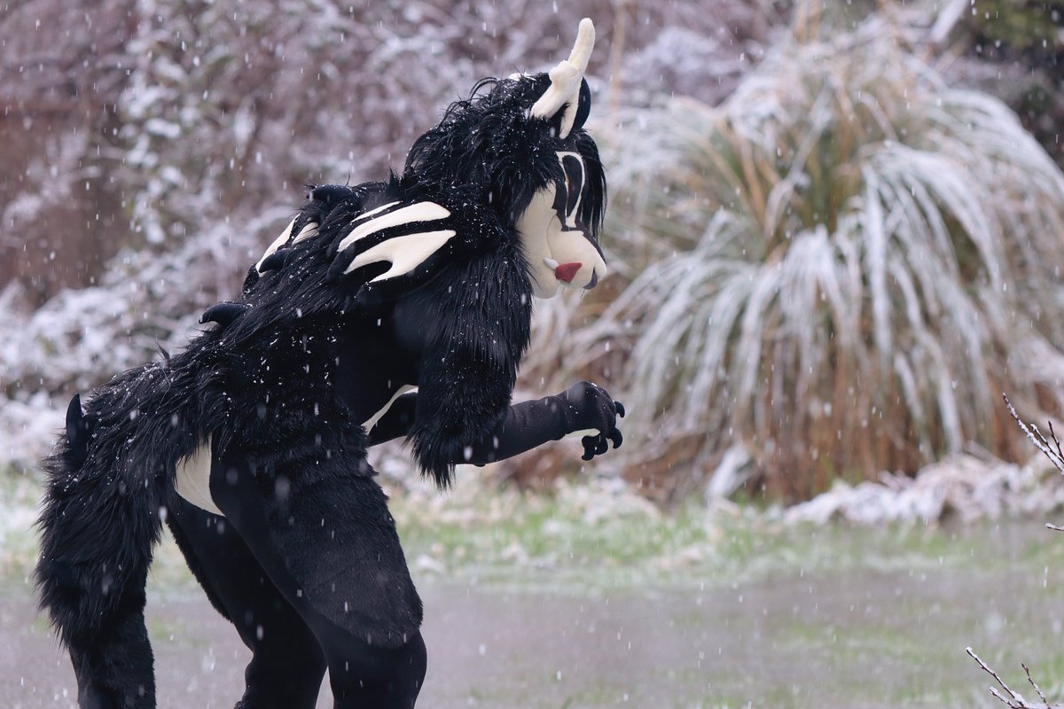 🔥🜏 𝔓𝔢𝔩𝔷𝔦 🜏🔥 🔜 LVFC tweet media