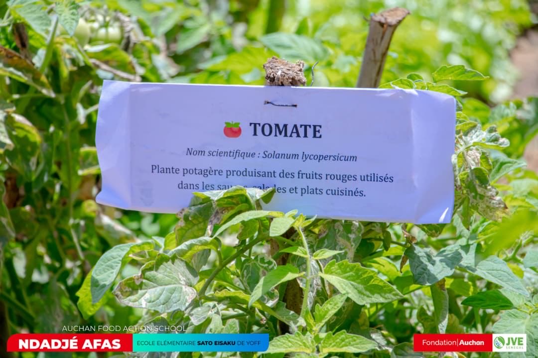 JVE SENEGAL 🇸🇳 tweet media
