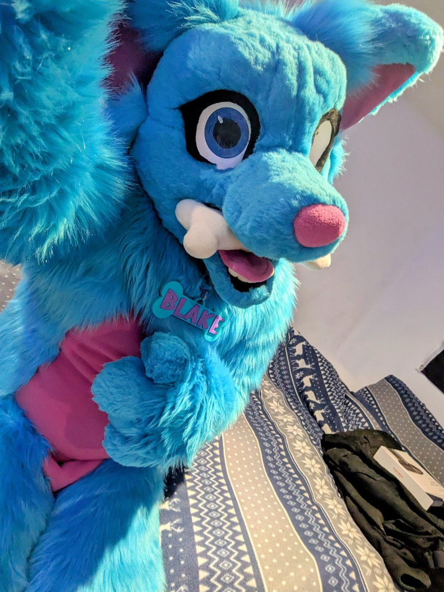 BlakeHusky🐾🦴 tweet media