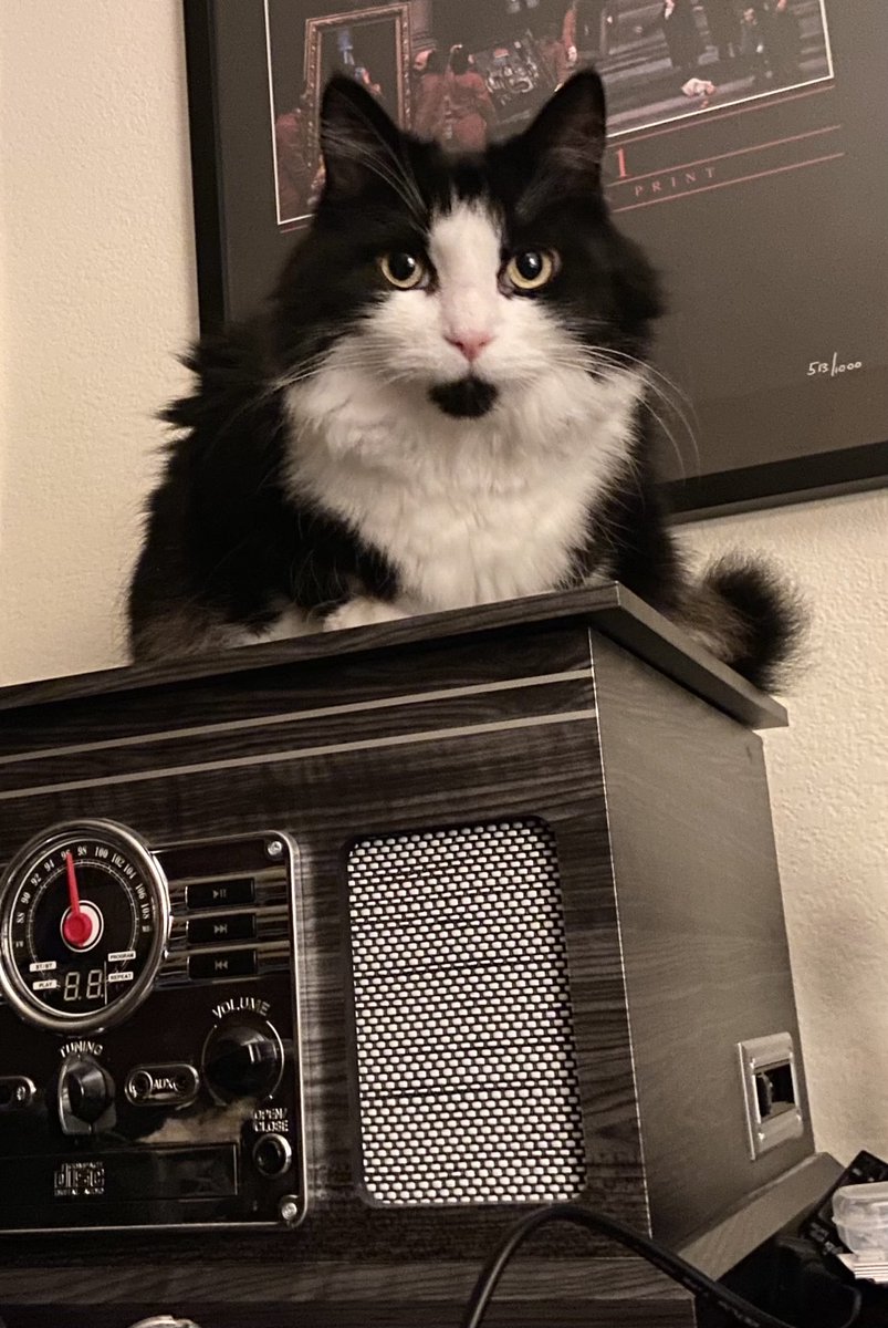 MemeCat99014509's tweet image. 🎶Music always sounds better on 
     #FriYay! What are we going to 
     👂🏼 to Metal🎸 Guy?🎶 
      🐾♥️📀🎶🤘🐾🖤🤍~Sally

#CatsOfX #CatsOfTwitter #Hedgewatch #AnimalLover #FridayVibe #Cats #PetsOfTwitter