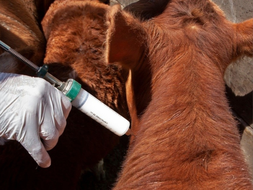 clarincom's tweet photo. CAMBIOS EN LA VACUNACIÓN CONTRA LA FIEBRE AFTOSA
El Gobierno autorizó a los productores agropecuarios a elegir veterinarios privados acreditados ante SENASA para aplicar vacunas contra la fiebre aftosa y la brucelosis bovina. El nuevo esquema comenzará a regir en 2027 y permitirá contratar profesionales habilitados para comprar, conservar y aplicar las dosis. Si el productor no designa veterinario, el establecimiento seguirá bajo el Ente Sanitario local.
(+) en Clarín: https://t.co/xeeY2TC27y
