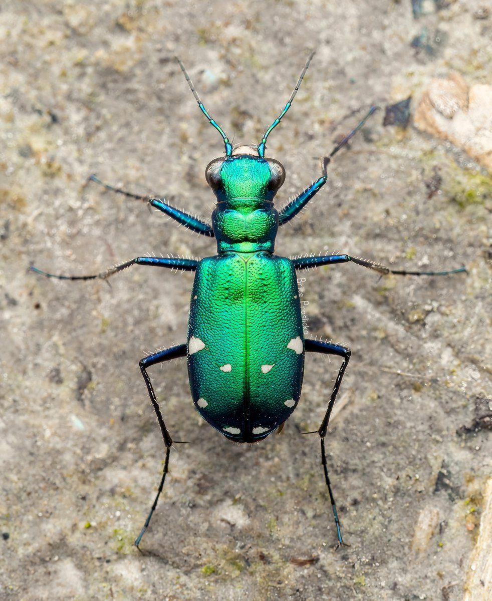 bricesbugs's tweet photo. How does X feel about macro #NaturePhotography ? https://t.co/2vx5XzcWHs