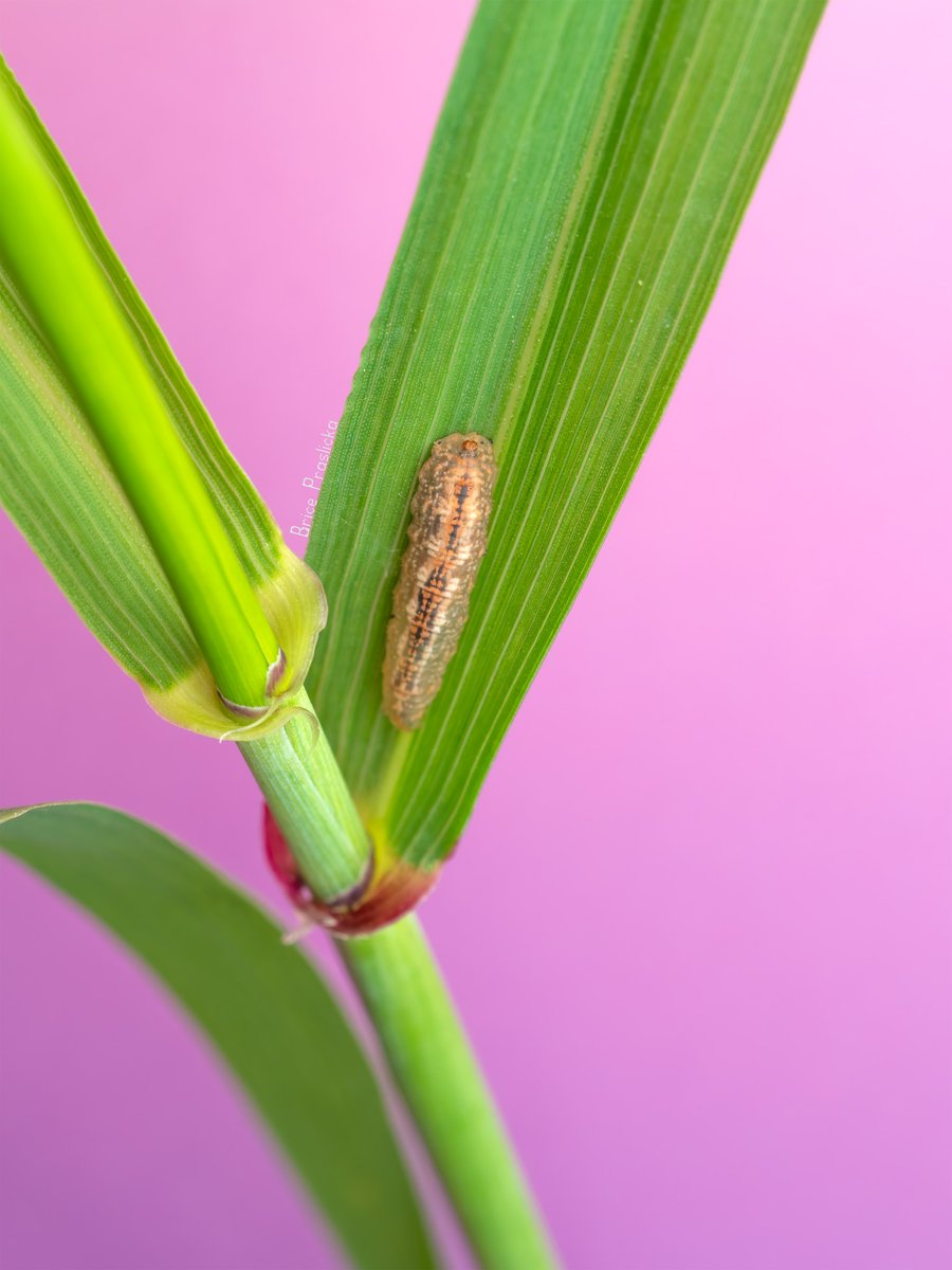 bricesbugs's tweet photo. How does X feel about macro #NaturePhotography ? https://t.co/2vx5XzcWHs
