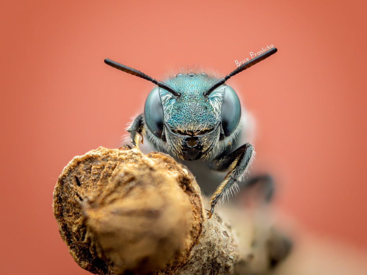 bricesbugs's tweet photo. How does X feel about macro #NaturePhotography ? https://t.co/2vx5XzcWHs