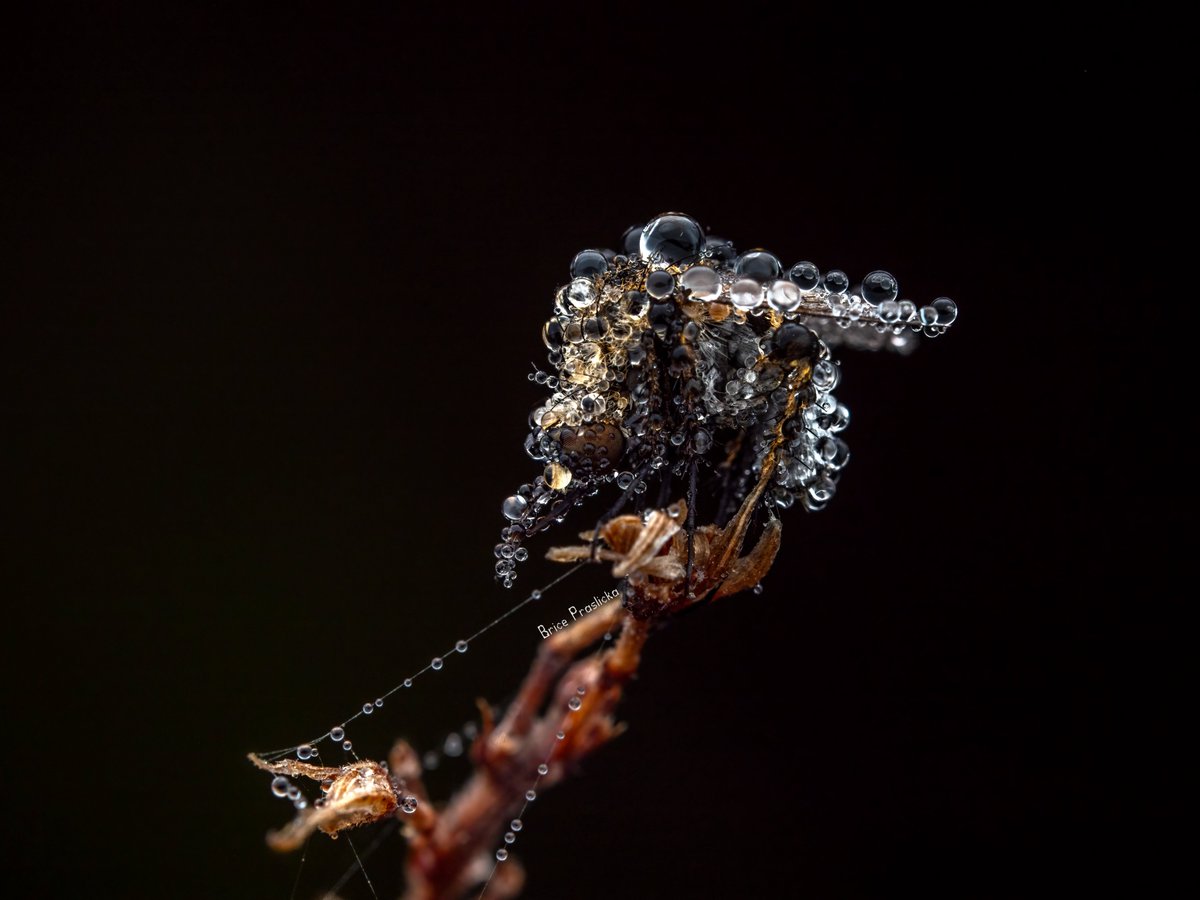 bricesbugs's tweet photo. How does X feel about macro #NaturePhotography ? https://t.co/2vx5XzcWHs