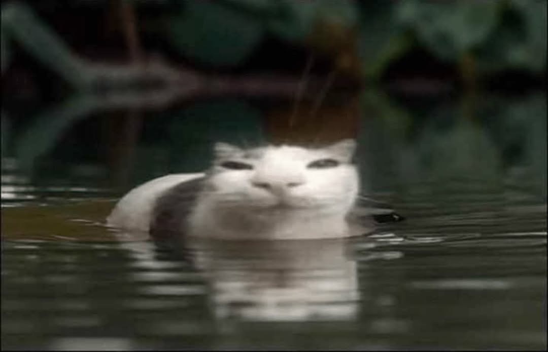 Daily Cat Posting tweet media