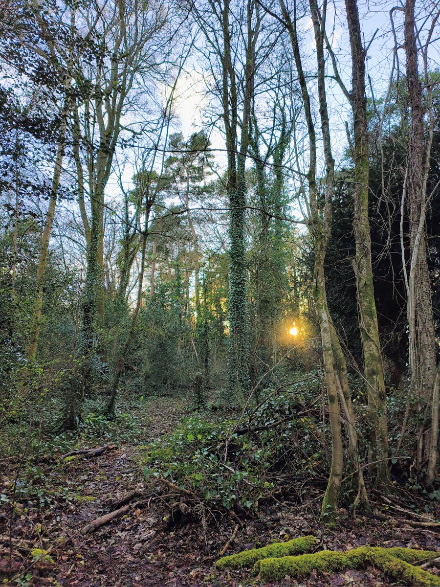 LadyGrace27's tweet image. Through twilight woods, every footstep hums with magic...🌙🌲

#FridayThe13th #FridayFeeling #woods #walks #NatureBeauty #naturelover #Twilight